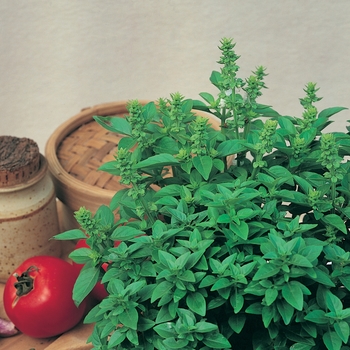 Ocimum basilicum 'Spicy Globe' - Basil