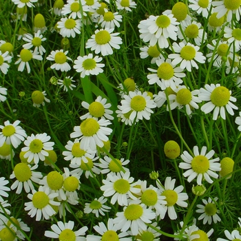 Chamaemelum nobile 'German' - Chamomile