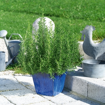 Rosmarinus officinalis - Rosemary