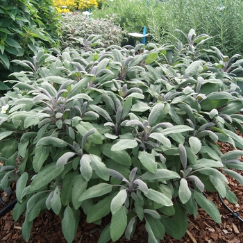 Salvia oficinalis - Sage