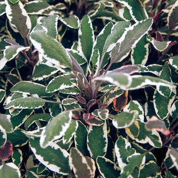 Salvia officinalis 'Tricolor' - Sage