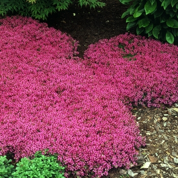 Thymus praecox 'Coccineus' - Red Creeping Thyme