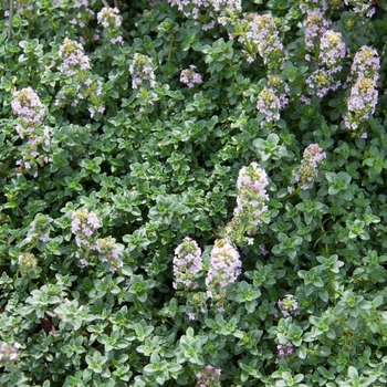 Thymus x citriodorus 'Creeping Lemon' - Thyme