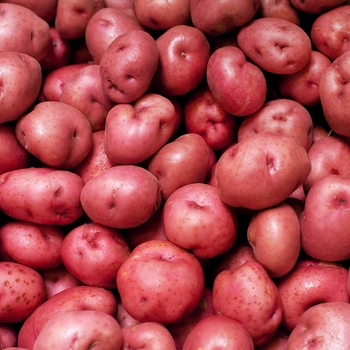 Solanum tuberosum 'Norland Red' - Potato 