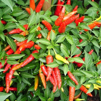Capsicum annuum 'Serrano' - Pepper, Hot