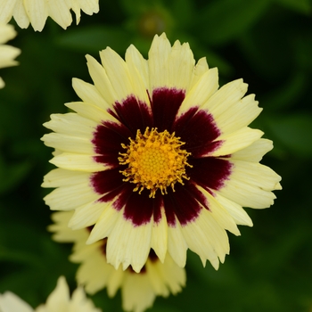 Coreopsis hybrid UpTick™ Cream & Red Coreopsis - Tickseed