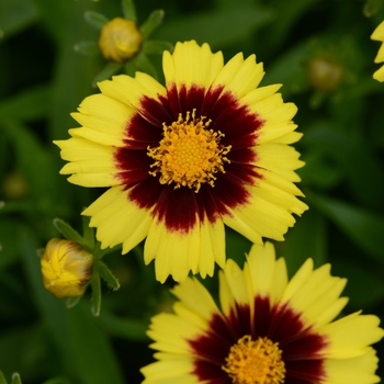 Coreopsis hybrida 'Uptick™ Yellow and Red' - Tickseed