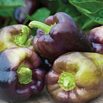 Capsicum annuum 'Jalapeno Mucho Nacho' - Pepper, Hot