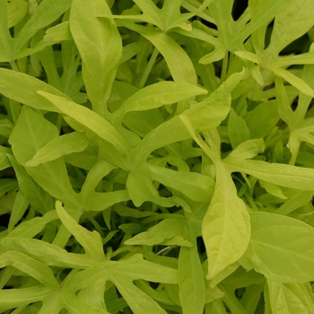 Ipomoea batatas 'Spotlight™ Lime' - Ipomoea