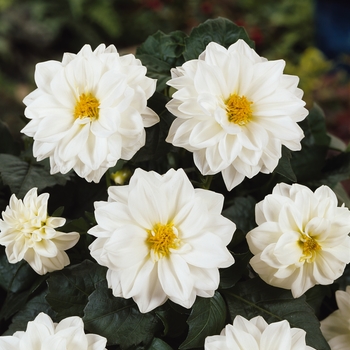 Dahlia - Dahlietta&reg; Blanca