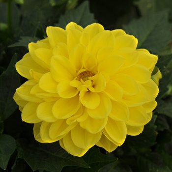 Dahlia - Dahlietta&reg; Julia