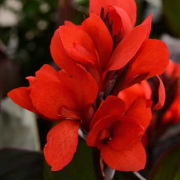 Canna x generalis 'Cannova® Bronze Scarlet' - Canna