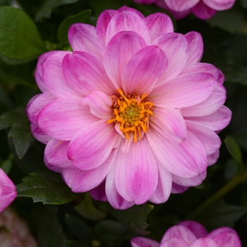 Dahlia Dalaya® 'Pink+White' - Dahlia 