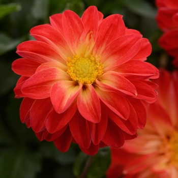 Dahlia Dalaya® 'Red+Yellow Eye' - Dahlia