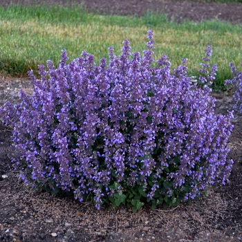 Nepeta hybrid 'Cat's Pajamas' - Cat's Pajamas Catmint