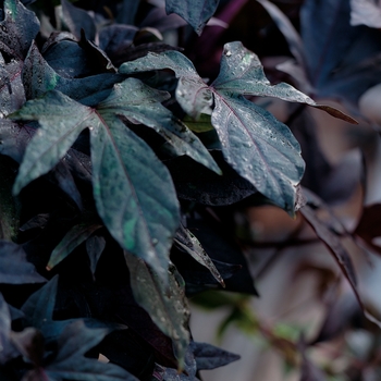 Ipomoea batatas 'Blackie' - Ipomoea (Ornamental Sweet Potato)