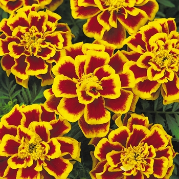 Tagetes patula (French Marigold) - Durango® Bee