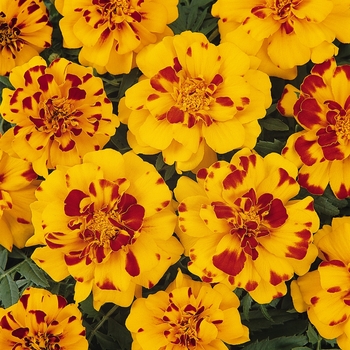 Tagetes patula 'Durango Bolero' - Durango® Dwarf Anemone French Marigold