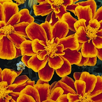 Tagetes patula 'Durango Flame' - Durango® Dwarf Anemone French Marigold