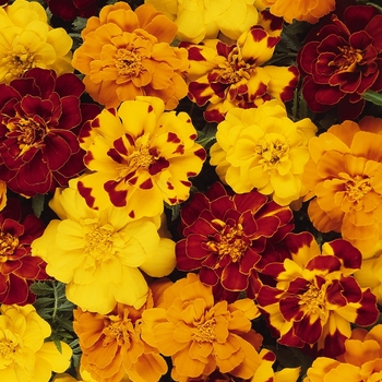 Tagetes patula 'Durango Outback Mix' - Marigold