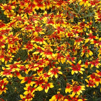 Coreopsis 'Ladybird' - Tickseed