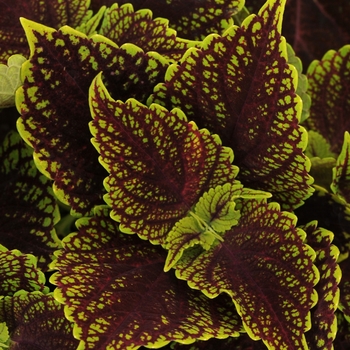 Coleus 'Coleosaurus' - Coleus