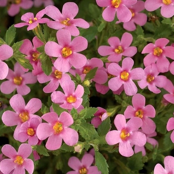 Sutera cordata MegaCopa™ Sky Blue - Bacopa
