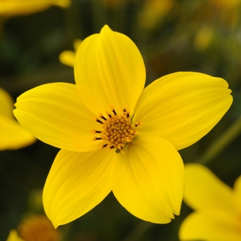 Bidens aurea 'Sunbeam' - Bidens