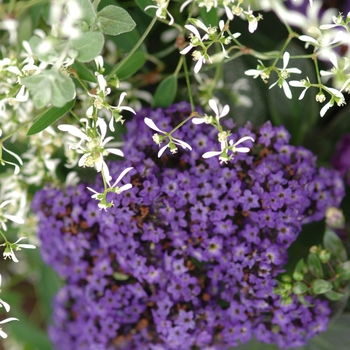 Heliotropium 'Marine' - Heliotrope