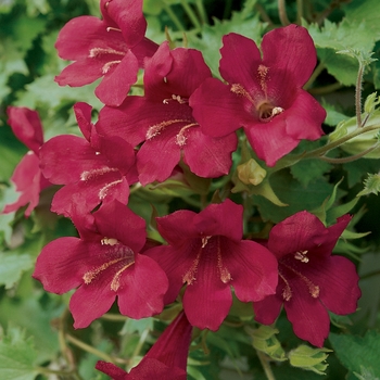 Lophospermum hybrid 'Wine Red' - Lofos