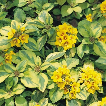 Lysimachia congestiflora 'Waikiki Sunset' - Lysimachia