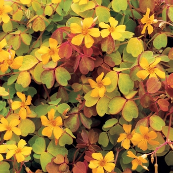 Oxalis vulcanicola 'Molten Lava™ ' - Oxalis 