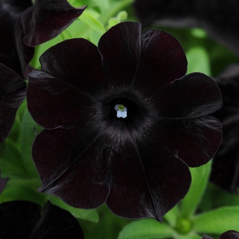 Petunia 'Black Magic' - Petunia