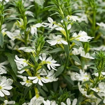 Scaevola aemula 'Whirlwind White' - Fan Flower