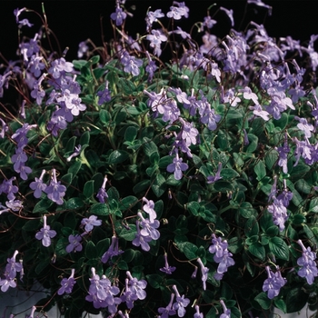 Streptocarpus saxorum 'Concord Blue' (Streptocarpella) - Concord Blue Streptocarpella