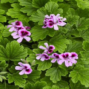 Pelargonium 'Orange Fizz' (Scented Geranium) - Scented Geranium