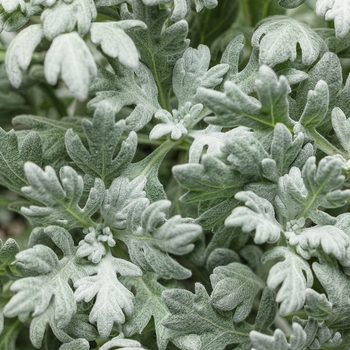 Artemisia stelleriana 'Silver Bullet®' (Wormwood) - Silver Bullet® Wormwood