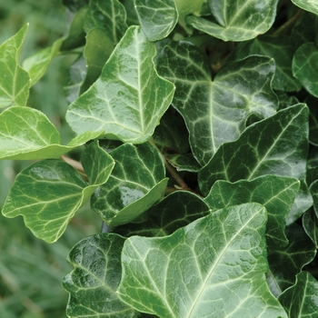 Hedera helix 'Thorndale' - English Ivy