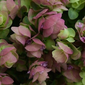 Origanum x hybrida 'Kirigami' - Ornamental Oregano