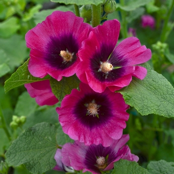 Alcea rosea 'Cerise' - Hollyhock