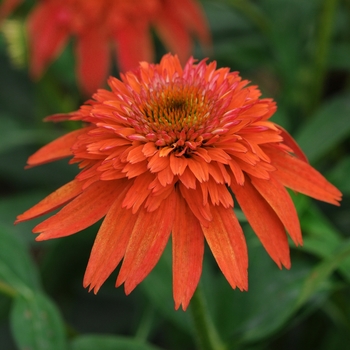 Echinacea 'Double Scoop Mandarin' - Coneflower