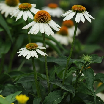 Echinacea purpurea 'PowWow White' - Coneflower