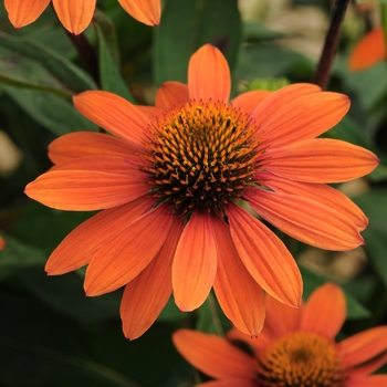Echinacea 'Sombrero Adobe Orange' - Coneflower