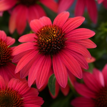 Echinacea 'Sombrero Baja Burgundy' - Coneflower