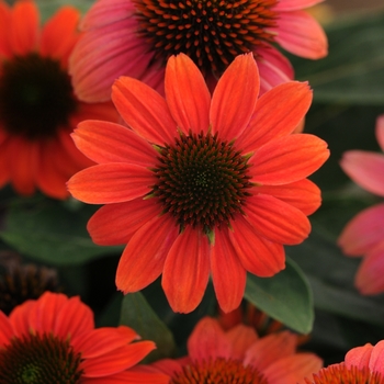 Echinacea 'Sombrero Hot Coral' - Coneflower