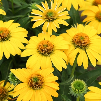 Echinacea 'Sombrero™ Lemon Yellow Improved' - Coneflower