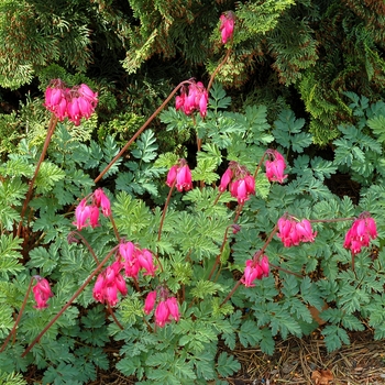 Dicentra 'Amore Rose' - Bleeding Heart