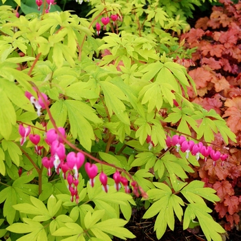 Dicentra spectabilis 'Gold Heart' - Bleeding Heart