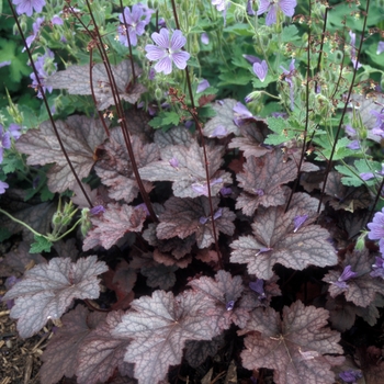 Heuchera 'Plum Pudding' - Coral Bell