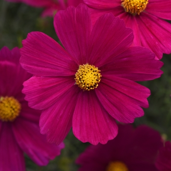 Cosmos bipinnatus 'Sonata Red' - Cosmos